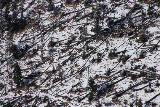 kreuz und quer liegende Baumst&auml;mme