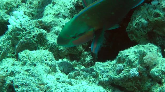 Male Daisy parrotfish (Chlorurus sordidus) is looking for food among the corals, then leaves the frame, close up.
