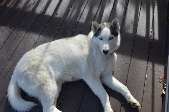 Lazy Husky