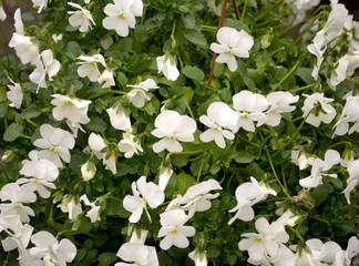 Several groveling and ordinary motley flowers day and night, the Latin name 