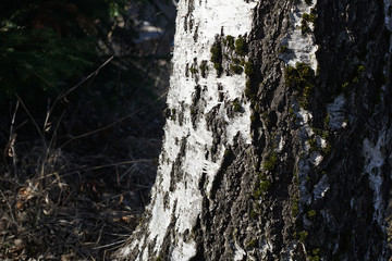 Old bark tree texture background, closeup