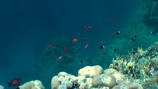 Many fish Lyretail Anthias (Pseudanthias squamipinnis) and other different kinds of fish swim over a coral reef, wide shot.
