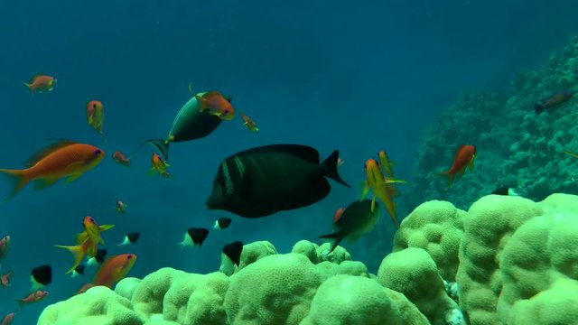 Many fish Lyretail Anthias (Pseudanthias squamipinnis) and other kinds of fish swim over the coral reef, medium shot.
