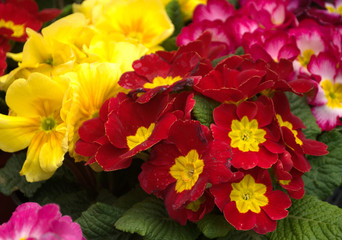Double primrose colored paint, Latin name "Primula vulgaris" in the greenhouse in Serbia