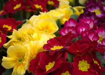 Double primrose colored paint, Latin name 