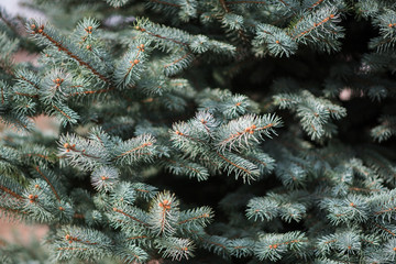 The branches of a blue spruce, close, background