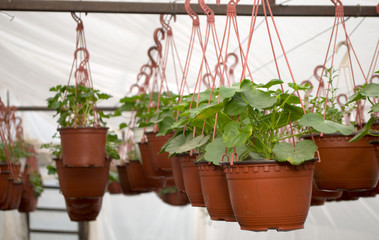 Several green Muscat, Latin name 