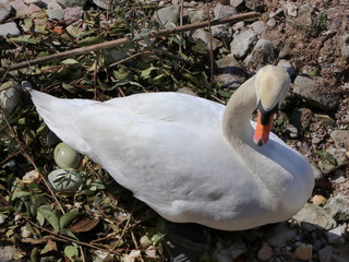 Brooding swan