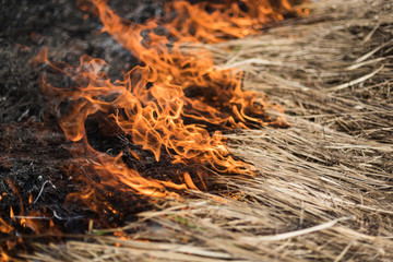 Burning grass in the field, shrubs and plants are burned, land covered with dark, early spring