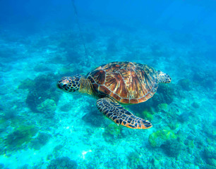 Obraz na płótnie Canvas Sea turtle in water. Wild turtle swimming underwater in blue tropical sea.