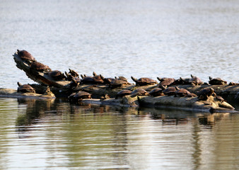 Turtles on Log