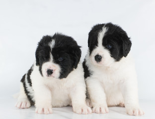 landseer puppy