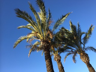 Palm tree leaves on a clear blue sky outdoors background