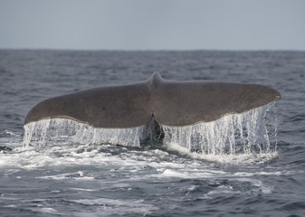 sperm whale
