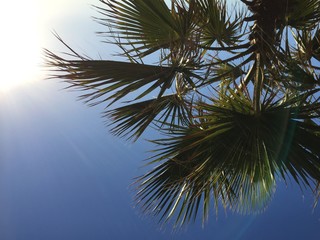 Palm tree leaves on a clear blue sky outdoors background