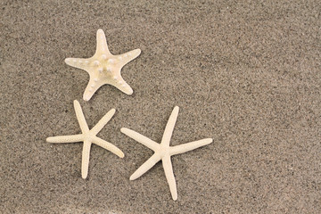 Starfishes on beach sand