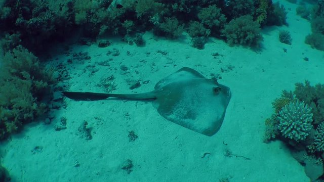 The camera approaches the Cowtail stingray (Pastinachus sephen) which lies on a sandy bottom, medium shot.
