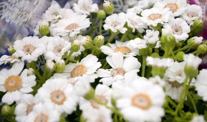 Several groveling and ordinary motley flowers day and night, the Latin name 