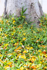 Fresh green grass in public park with dry leaf.