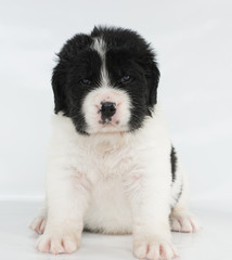 landseer puppy