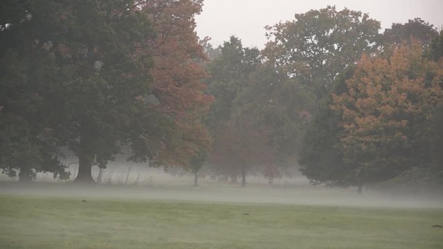 Misty foggy landscape of trees in England