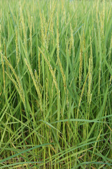 Rice plant near harvest time and evening sunlight.