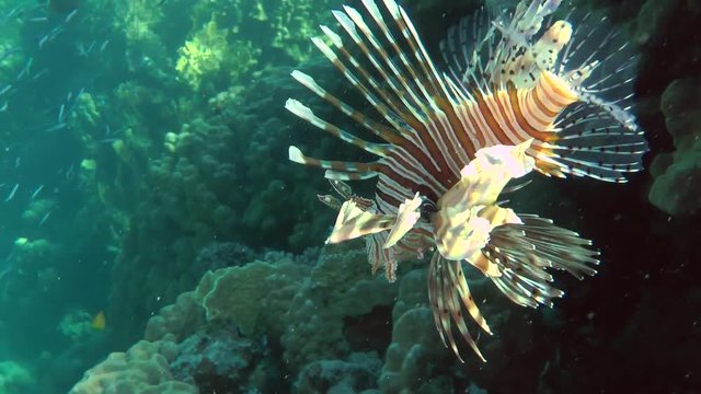 Devil firefish or Soldier lionfish (Pterois miles) swims down along the wall of the reef, then leaves the frame, medium shot.
