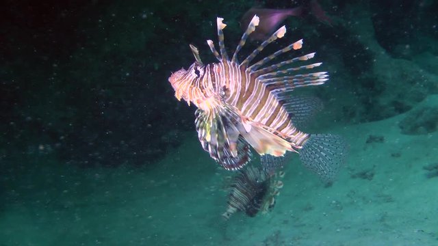 Two Devil firefish or Soldier lionfish (Pterois miles) in a dark cave at the bottom of the reef, wide shot.
