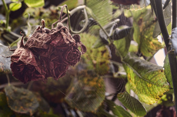 Rose faded (died down). Dry flowers bush. Autumn garden. Pink sunrise sky in the blur background.The end of the season. Spider web. Selective focus. Azerbaijan