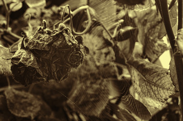 Rose faded (died down). Dry flowers bush. Autumn garden. Pink sunrise sky in the blur background.The end of the season. Spider web. Selective focus. Azerbaijan