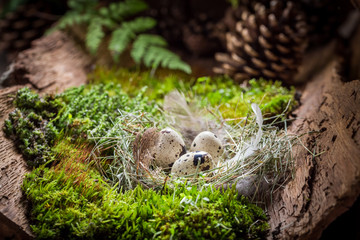 Various eggs for Easter in forest at sunrise