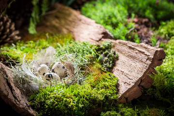 Various Easter eggs on bark with moss