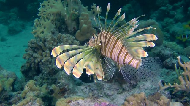 Devil firefish or Soldier lionfish (Pterois miles) swam to two more fish of this species, medium shot.
