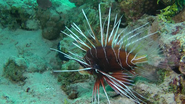 Radial firefish (Pterois radiata) hangs over the bottom and slowly moves the fins, medium shot.
