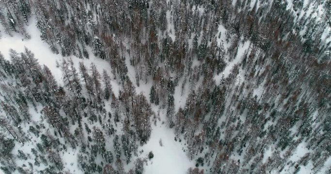 Aerial view of winter forest with snow , top view shot