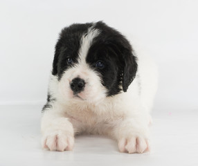 landseer puppy