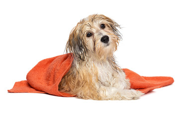 Cute bathed havanese puppy dog wrapped in an orange towel