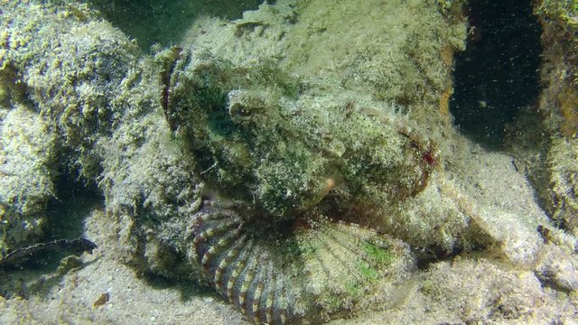 Devil Scorpionfish (Scorpaenopsis diabolus) crawls along the bottom on the pectoral fins, close up.
