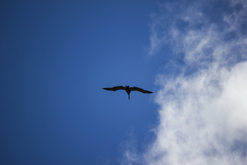 Seagull from below