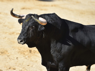 toro