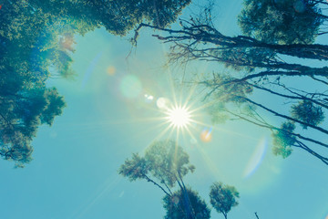 Strong lens flare retro effect in trees along walk to Rainbow Falls just out of Kerikeri on Kerikeri River in  Bay of Islands