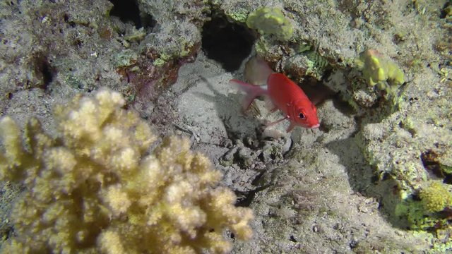 Silverspot squirrelfish (Sargocentron caudimaculatum) against a background of a coral reef.
