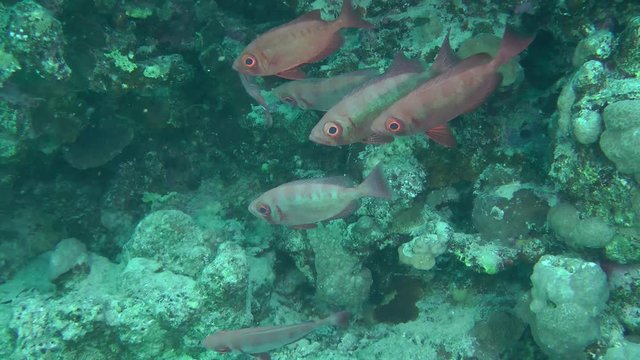 The camera is approaching several fish of the Moontail bullseye (Priacanthus hamrur), which stand under the ledge of the reef.
