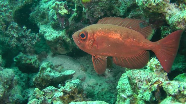 Sea fish Moontail bullseye (Priacanthus hamrur), medium shot.
