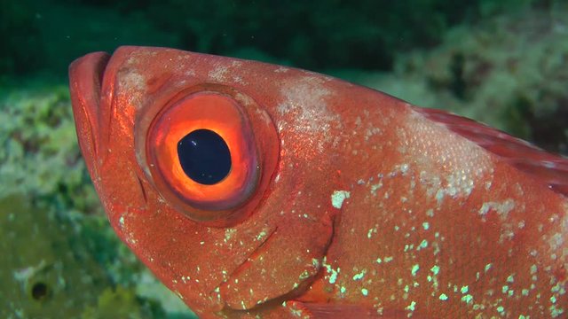 Sea fish Moontail bullseye (Priacanthus hamrur), portrait.
