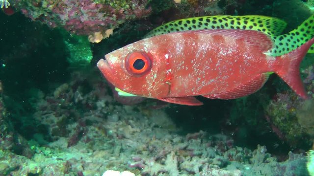 Sea fish Moontail bullseye (Priacanthus hamrur) stands under the ledge of a coral reef, in the background fish of a different kind, medium shot.
