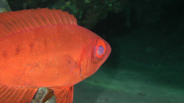 Sea fish Moontail bullseye (Priacanthus hamrur) on a dark cave background, close up.
