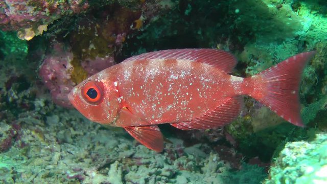 Sea fish Moontail bullseye (Priacanthus hamrur) stands under the ledge of a coral reef, medium shot.

