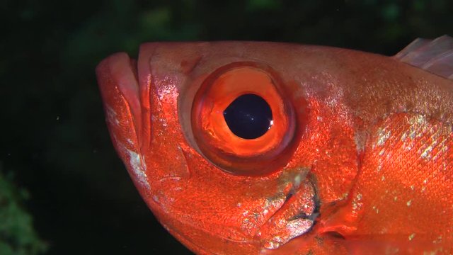 Sea fish Moontail bullseye (Priacanthus hamrur) on a dark cave background, portrait.
