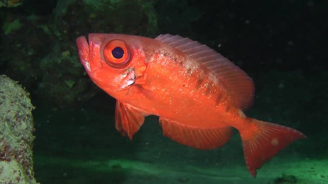 Sea fish Moontail bullseye (Priacanthus hamrur) on a dark cave background with sunlight reflections, medium shot.
